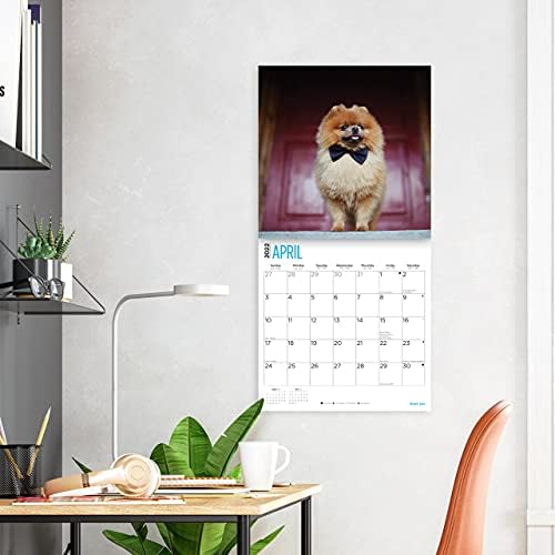 2022 Zidni kalendar Pomerana do vedrag dana, 12 x 12 inča, slatkog psa štene
