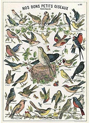 Cavallini dekorativni papir - tablica ptica 20x28 inč list