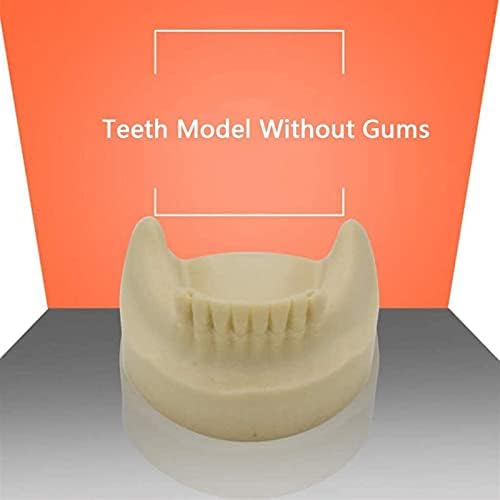 Model nastave, anatomijski model zuba zubnog zuba - Model zuba za obrazovanje - bez desni Proteza zuba Demonstracijska proteza Popravak za sadnju za sadnju zubi Model Anatomija Biologija