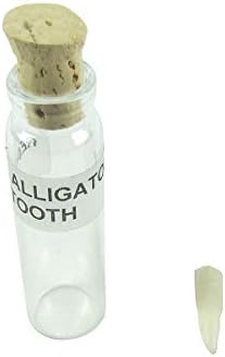 TG, LLC Treasure Gurus originalni alligator zub u bočici pravi gator čuva staklena čaša JAR Cork