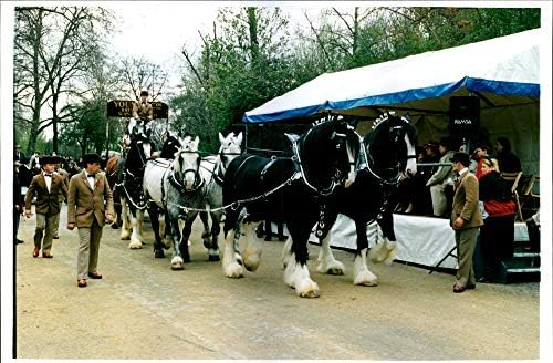 Vintage photo of Young & amp; Co39;s shire team at London Harness Horse Parade