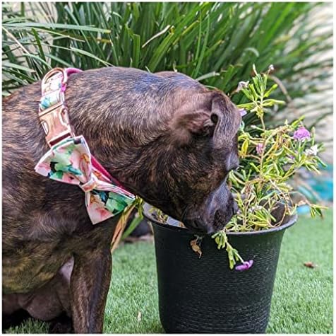 ZlxDP kućni ljubimac Personalizirani ružičasti cvjetni ispis Slatki ovratnik za pse i povodac set za male srednje