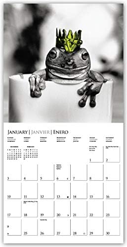 Graphique Fabuloble Frogs Zidni kalendar, 16-mjesečni 2021 Zidni kalendar sa ikoničnim fotografijama za David Mcenery, 3 jezika i glavnih praznika, 2021 Kalendar, 12 x 12, CY22421