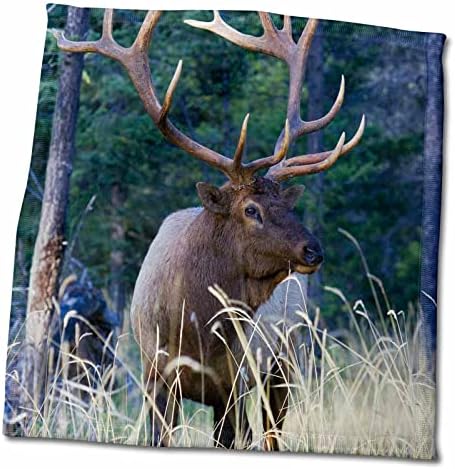 3Droza Danita Delimont - Elk - Rocky Mountain Bull Elk - Ručnici