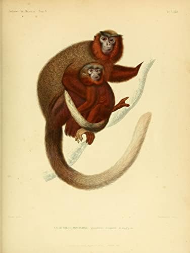 Crveno trbušno sumraženi titi primat Monkey Vintage Wildlife učionica ured ureza zoolog antikne ilustracija Likovni