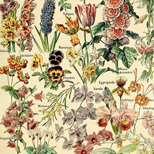 Meishe Art Vintage poster Print cvijet cvjetne Botaničke kolekcije vrtno cvijeće i biljke identifikacija referentna Tabela dijagram Kućni zidni dekor