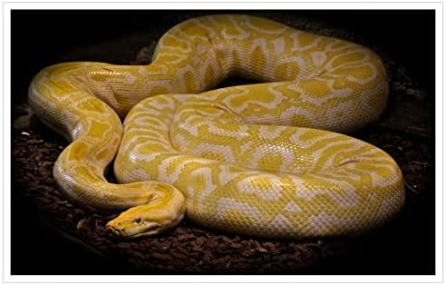 SSDDKL životinje Reptilien Ball Pythons Python od Bruma boji zmija Poster platno Prints Wall Art za kućnu
