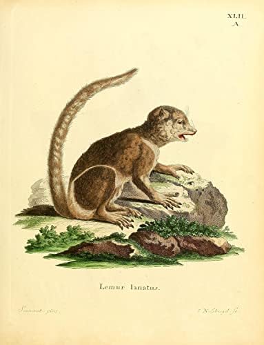 Istočni vuneni Lemur primat majmun Vintage Wildlife učionica ured dekor Zoologija Antique Illustration