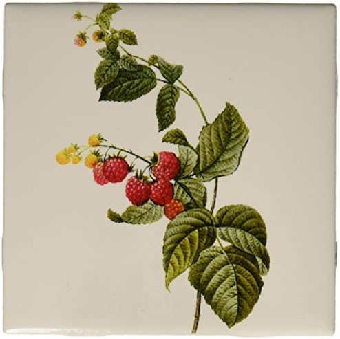 3drose Redoute Vintage Akvarelno voće malina postrojenje Rubus Sp-keramička pločica, 6-inč