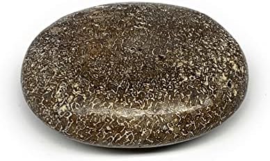 62.3g, 2.2 X1.7 X0.8 Dinosaur Bone-Stone-Stone Galetni oblik poliranog @Morocco, Reiki Energy Crystal, Metafizički,