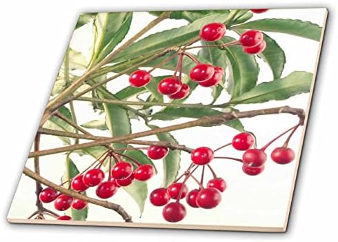 3drose Božić Berry Scarlet Ardisia sobna biljka fotografija-Tiles