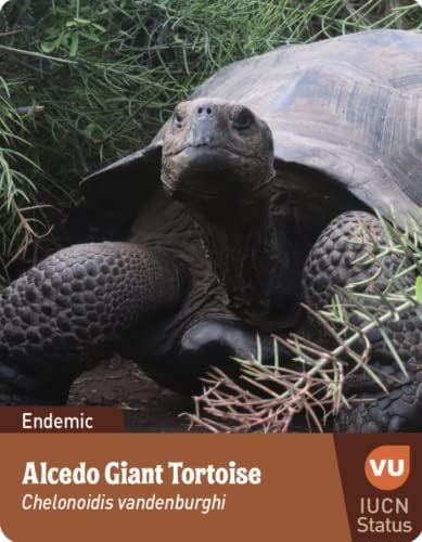 Galapagos Igra Za Pamćenje Land Animals Edition