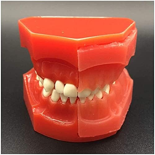 LUMECUBE Zubni zubi Model - naizmjenični primarni zubi Model Dječji dječiji zubi Model simulacija oralni zub prikazuje pojavu zuba za bebe za studijski nastavni medicinski model