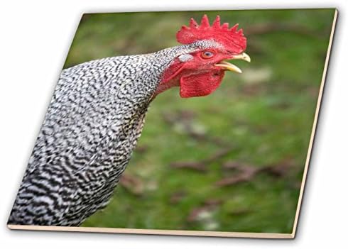 3dRose ct_95310_1 Buff Orpington Rooster, kukurikanje domaćih životinja-US48 DBN0047-David Barnes-keramička