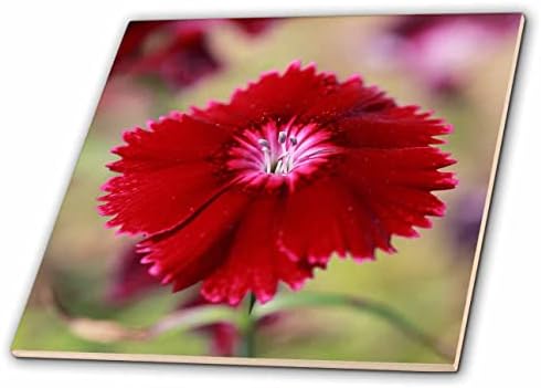 3drosirajte makro fotografiju crvenog diantusa u cvatu. - Pločice.