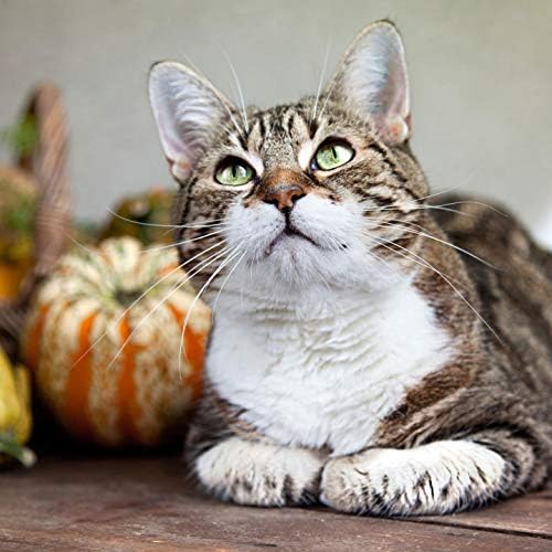 Dodaci za kućne ljubimce i prehrambeni LLC Peak Imuno za mačke - Imunološka podrška za mačke - zdrav imunološki