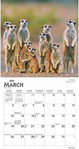 Meerkats Calendar 2023 - Deluxe 2023 Meerkats mini kalendar sa preko 100 naljepnica kalendara
