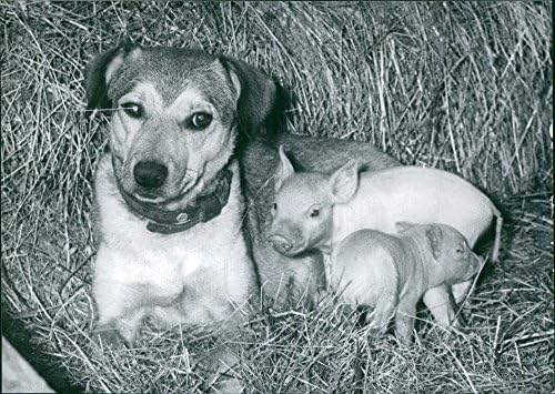 Vintage fotografija psa sa prasićima.