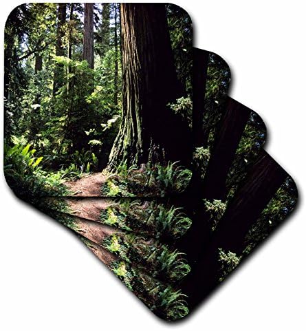 3Droza CST_88337_1 Crveno drvo šume u sjevernom kalifornijsko-US05 DFR0200-David R. Frazier-Mekani