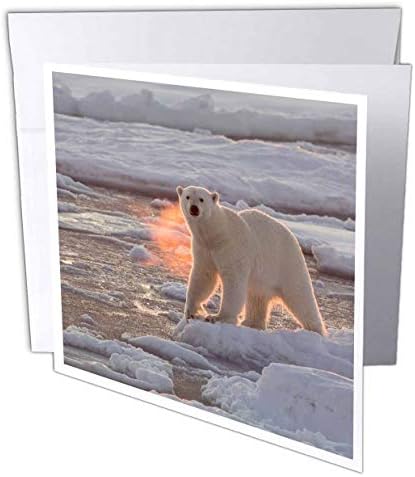3drose Norveška, Svalbard, Spitsbergen. Polarni medvjed na ledenim santama - čestitka, 6 x 6 inča